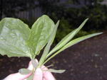 DSCN7474.jpg