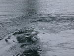 DSCN0450.jpg