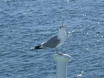DSCN0521.jpg