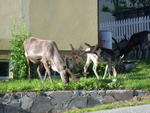 DSCN0537.jpg