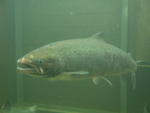 DSCN0584.jpg