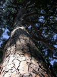 DSCN0605.jpg