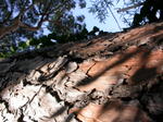 DSCN0606.jpg
