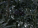 DSCN0692.jpg
