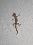 DSCN0740.jpg