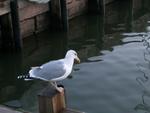 DSCN0508.jpg