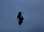 The Spider