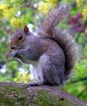 grey_squirrel_eating_jpg.jpeg