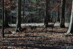 DSC_0612.jpg