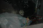 The Oppossum