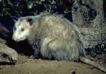 virginia_opossum_jpg.jpeg