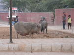 gallery_411.jpg