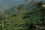 gallery_155.jpg