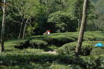 gallery_154.jpg