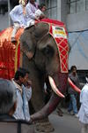 The Elephant