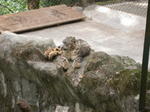 gallery_383.jpg