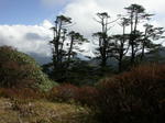 On the Singalila Trek
