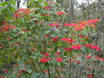 gallery_215.jpg