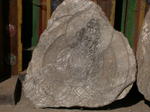 gallery_334.jpg
