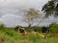 Mkwaja Ranch
