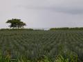 DSCN3650.jpg