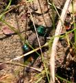 DSCN3463.jpg