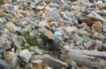 DSCN2818.jpg