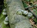DSCN6903.jpg
