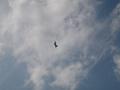 DSCN9606.jpg