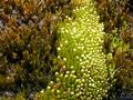 Mosses