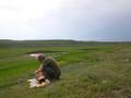 Picknick