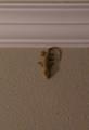 chilling gecko