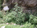 DSCN5529.jpg