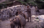 man_donkeys_Ai_2.jpg