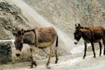 india_03_0030.jpg