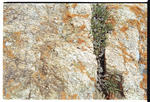 Stone_H2.jpg