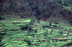 Fields2_Ai.jpg