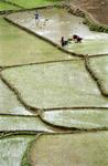 Fields_H5.jpg
