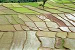 Fields_H6.jpg
