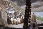 Herd_meets_cars_Ai.jpg