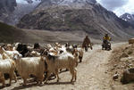 Goats_b4_Battal.jpg