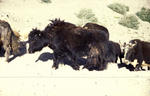 Yaks_Ai.jpg