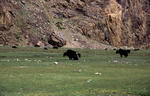 Yaks_shitting_stones_Ai.jpg