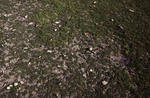Vegetation_H.jpg