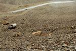 india_03_0164.jpg
