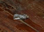 DSC_0661b.jpg