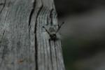 DSC_0720b.jpg