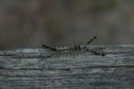 DSC_0722b.jpg