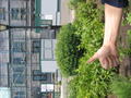 IMG_1351.jpg