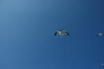 DSC_0785.JPG